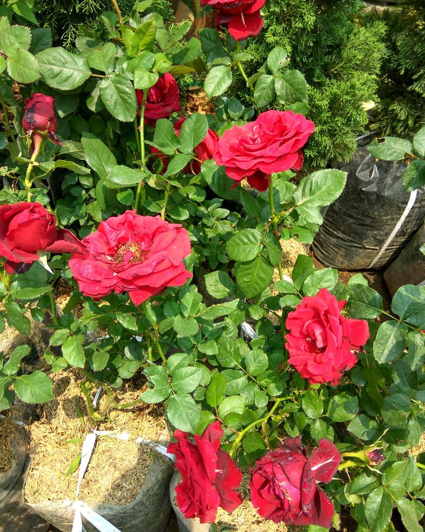Filosofi Bunga Mawar Merah Tanaman Hias Mondih Flora