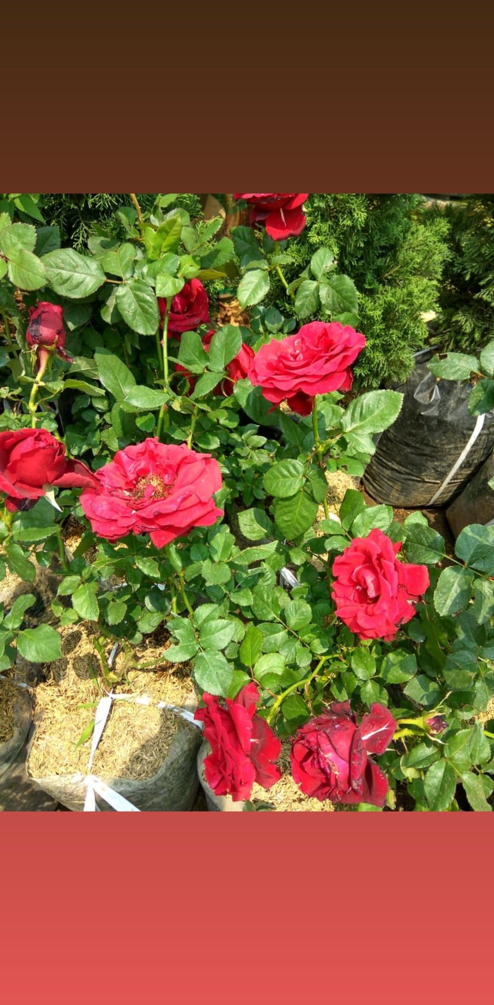 Fantastis 13 Bunga Mawar Merah Kebun Gambar  Bunga HD
